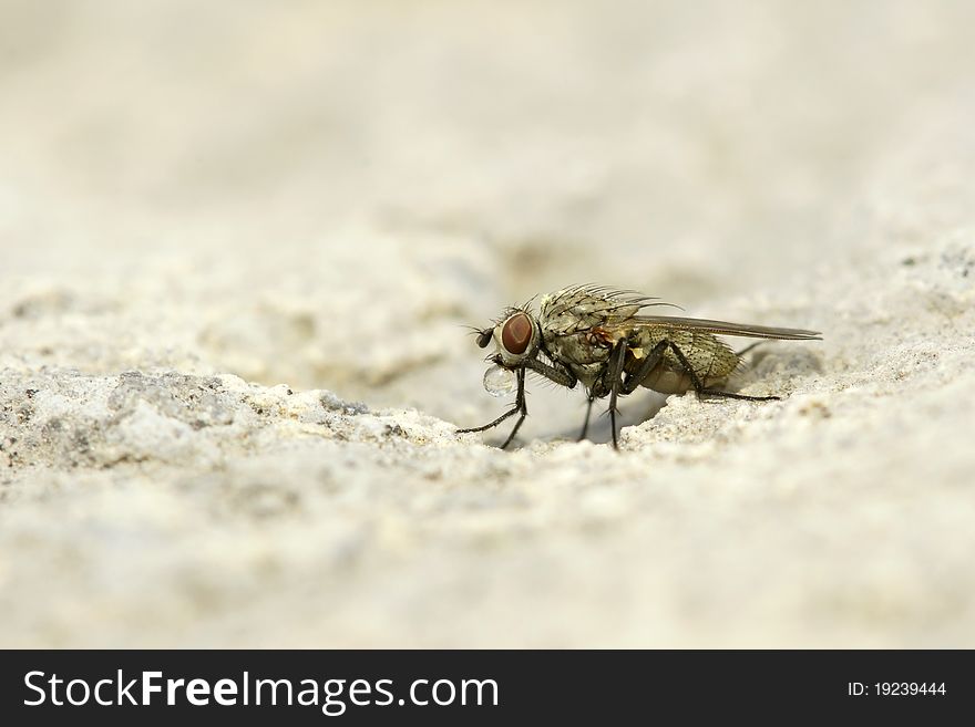 A little fly spits water bubble