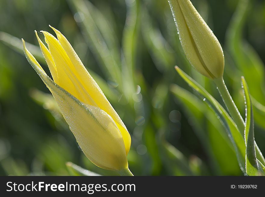 Photo of a yellow tulip backlit at sunrise. Photo of a yellow tulip backlit at sunrise