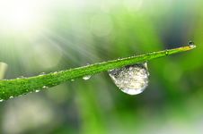Dew Royalty Free Stock Photography Dew Royalty Free Stock Photography