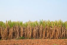 Plant Of Sugarcane And Blue Sky Stock Image Plant Of Sugarcane And Blue Sky Stock Image