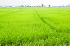 Green Young Rice In Paddy Field Royalty Free Stock Photo Green Young Rice In Paddy Field Royalty Free Stock Photo