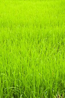 Green Young Rice In Paddy Field Royalty Free Stock Photos Green Young Rice In Paddy Field Royalty Free Stock Photos