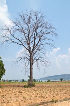 Dead Big Tree In Farm Stock Images Dead Big Tree In Farm Stock Images
