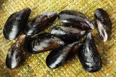 Fresh Mussel Stock Photography Fresh Mussel Stock Photography