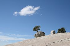 Tree At Olmsted Point In Yosemite National Park Royalty Free Stock Photography Tree At Olmsted Point In Yosemite National Park Royalty Free Stock Photography