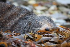 Sleeping Wild Seal Stock Photos Sleeping Wild Seal Stock Photos
