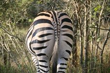 Striped Zebra Rear Stock Photography