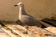 Bird At The Sea Royalty Free Stock Photography Bird At The Sea Royalty Free Stock Photography
