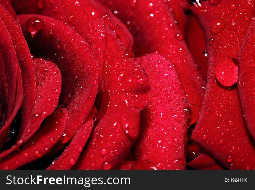 Water drops on rose petals closeup. Water drops on rose petals closeup