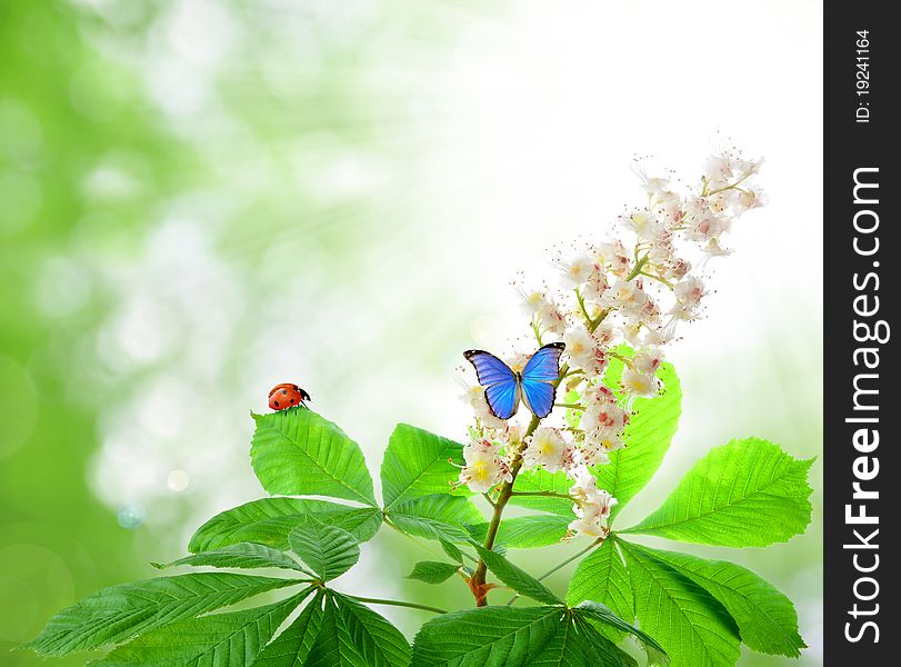 Twig with leaves, flowers, butterfly and ladybug with blurred background
