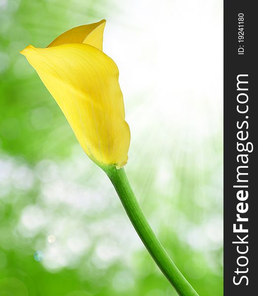 Yellow tulips with blurry background
