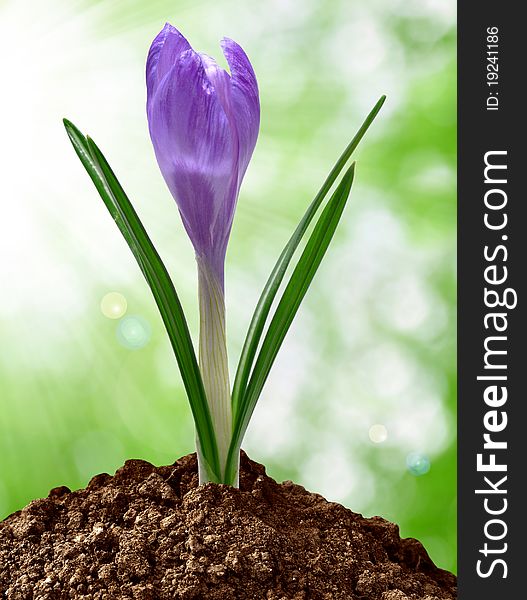 Purple flowers in soils with background blur. Purple flowers in soils with background blur