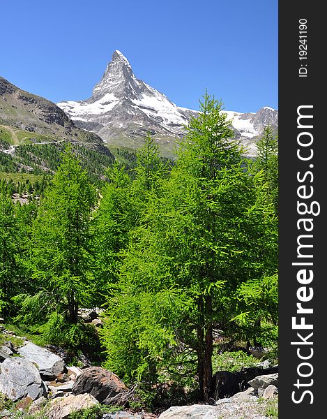 A view of the Matterhorn in the Swiss Alps in the foreground with trees