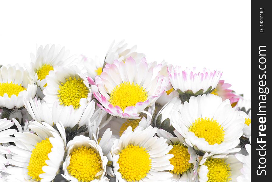 Beautiful flowers of daisies on a white background. Beautiful flowers of daisies on a white background