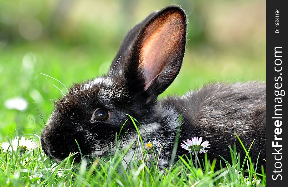 Small black bunny in the grass. Small black bunny in the grass