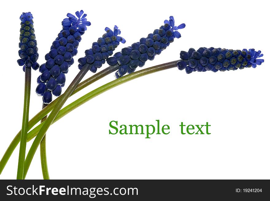 Muscari flowers on the white background