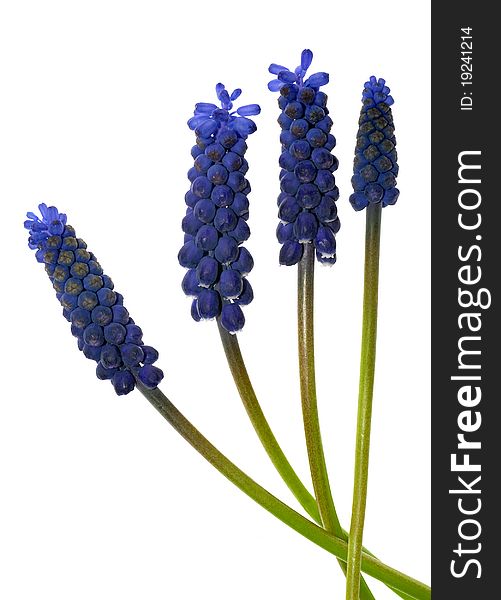 Muscari Flower