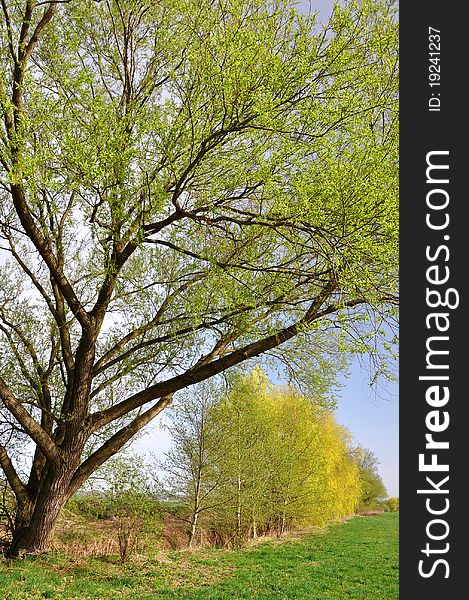 Large branched tree in a meadow in the middle of the Bohemian Forest - Czech Republic