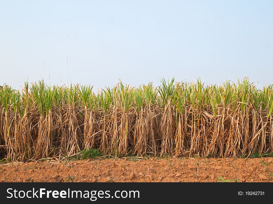 Plant of Sugarcane and blue sky,North East,Thailand