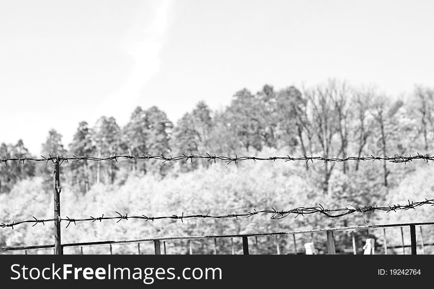 Black and white photo of barbwire on the nature.