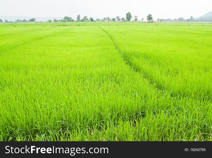 Green young rice in paddy field,North East,Thailand