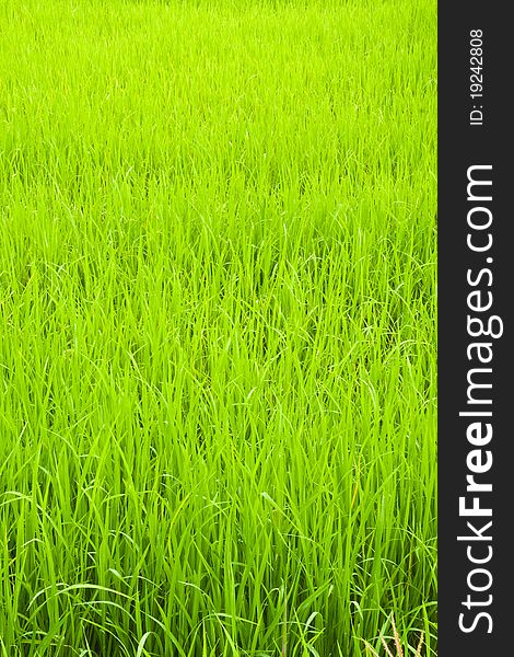 Green Young Rice In Paddy Field