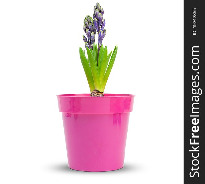 Hyacinth into a pink pot over a white background. Hyacinth into a pink pot over a white background