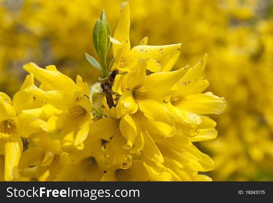 Yellow Spring Flowers On Tree