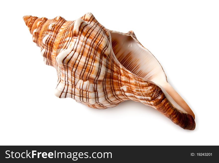 Big Beautiful Shell On White Background