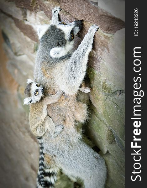 Mother And Baby Ring-tailed Lemur