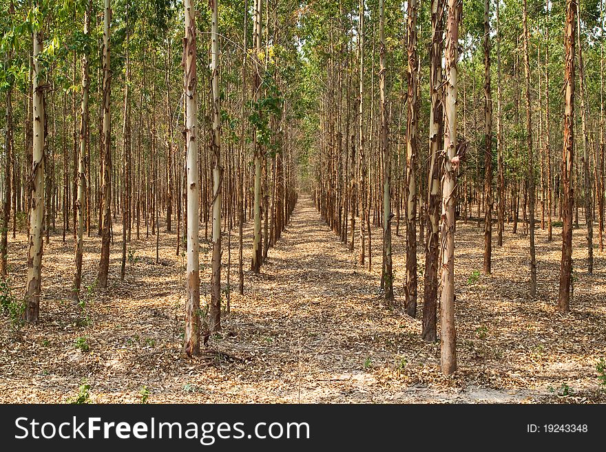 Eucalyptus forest in Thailand, plant for paper industry