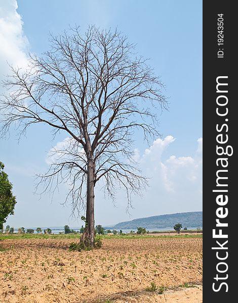 Dead Big Tree in farm and Blue Sky Background