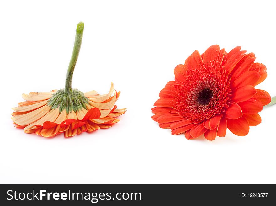 Beautiful Gerbera with drops of water (isolated on white background)