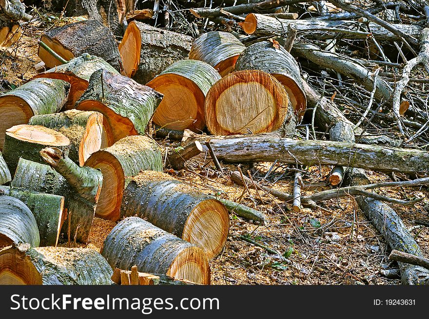Cutted logs on the ground of forest. Cutted logs on the ground of forest.