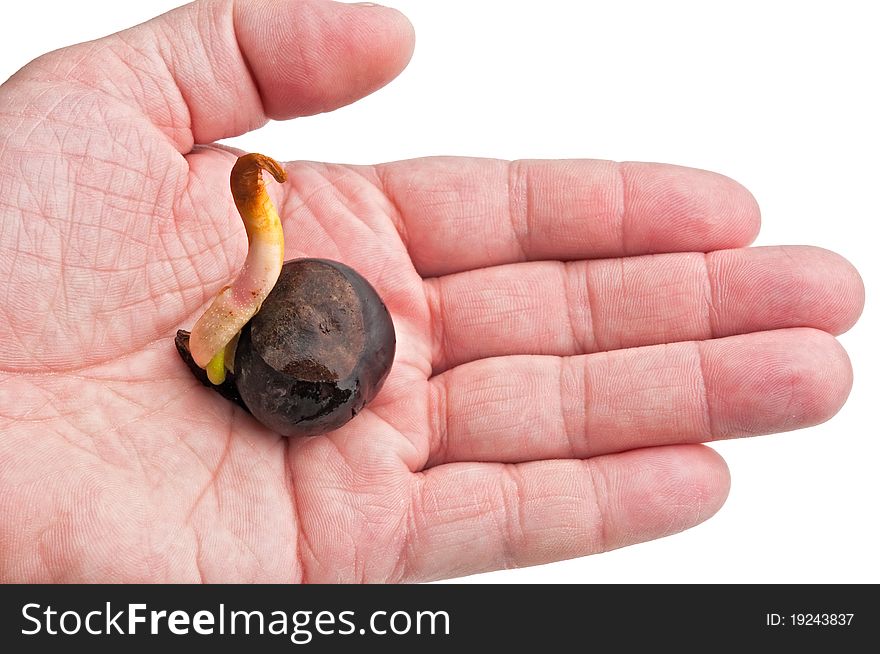 Sprout Chestnut On A Palm