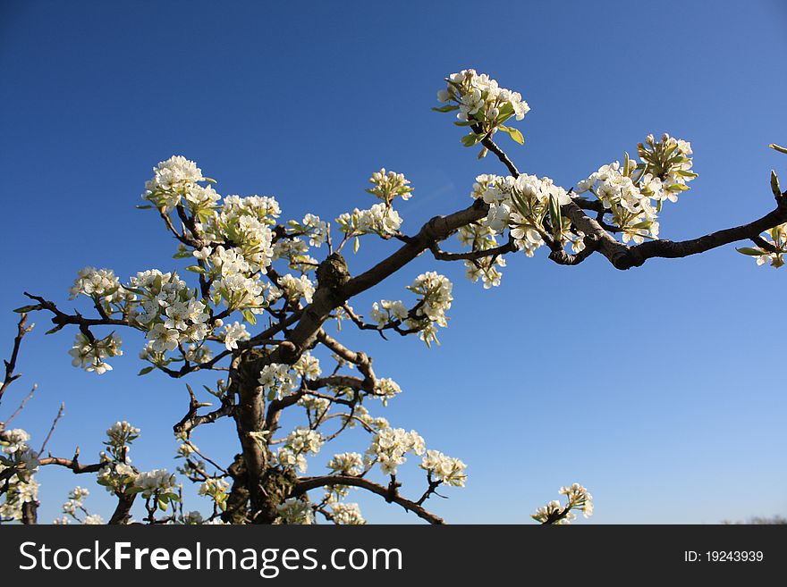 Branch Of Apple Flowers