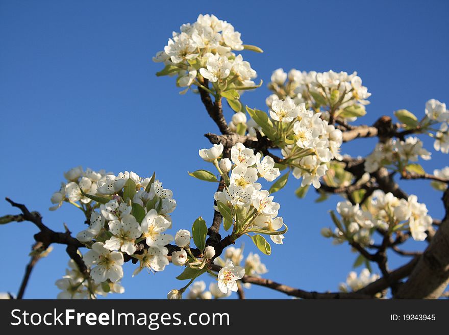 Apple tree branch covered with white flowers. Apple tree branch covered with white flowers