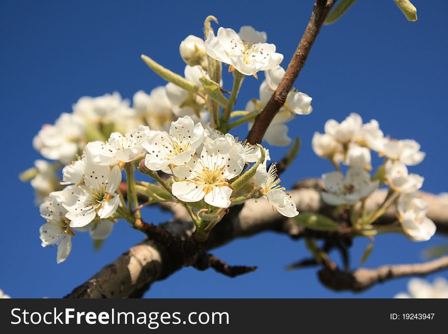 Apple tree branch covered with white flowers. Apple tree branch covered with white flowers