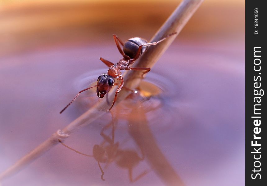 Ant sitting on a straw and looking at the reflection