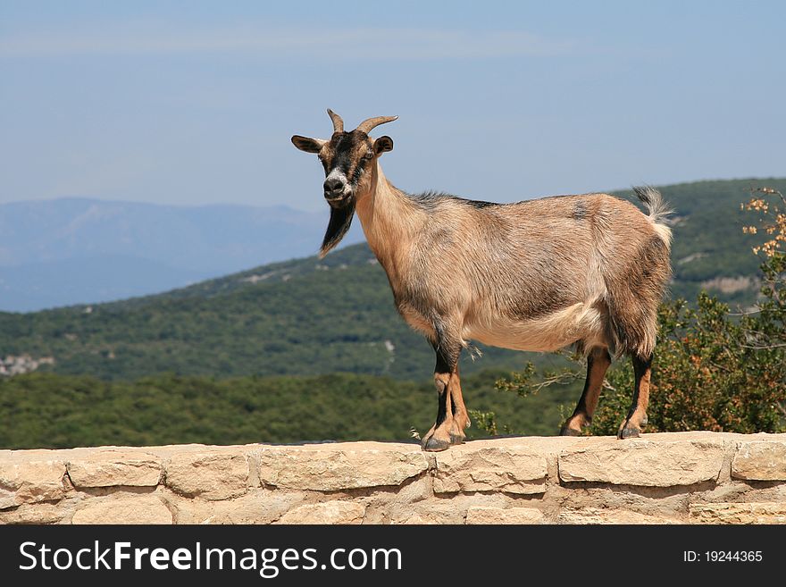 Goat on stone wall with scenic outlook