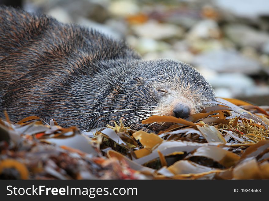 Wild seal sleeping at Seal colony coastal in Kaikoura New Zealand. Wild seal sleeping at Seal colony coastal in Kaikoura New Zealand