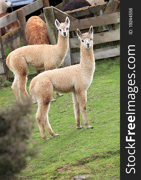 Two brown lamas in farm with green grass