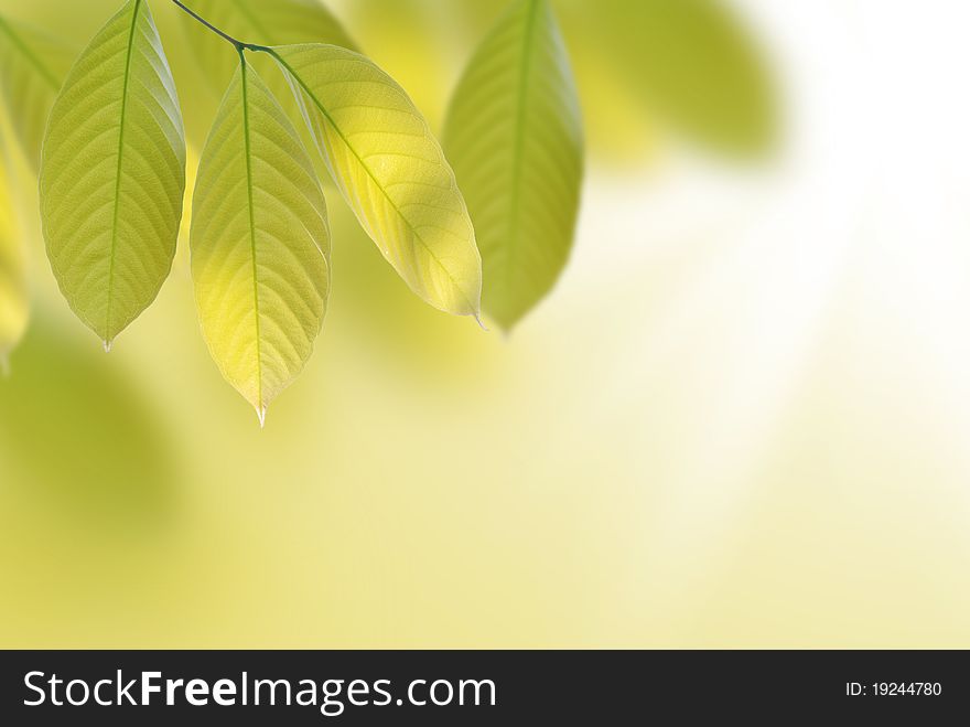 Green leaves for text and background