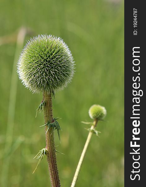 Green thistle on the field