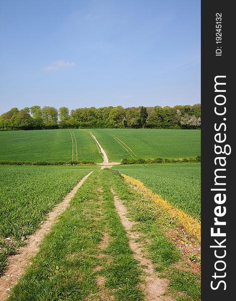 An English Rural Landscape with track through a crop field