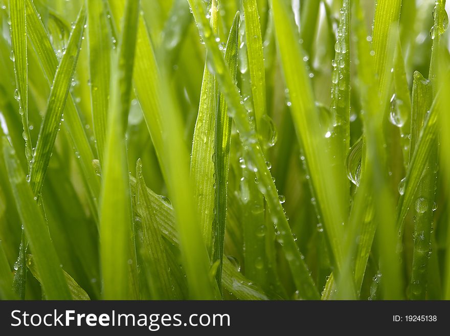 Close-up of green grass blades as a background.