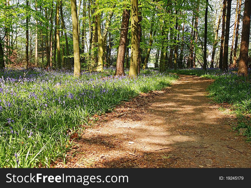 Spring Bluebells In An English Beech Wood