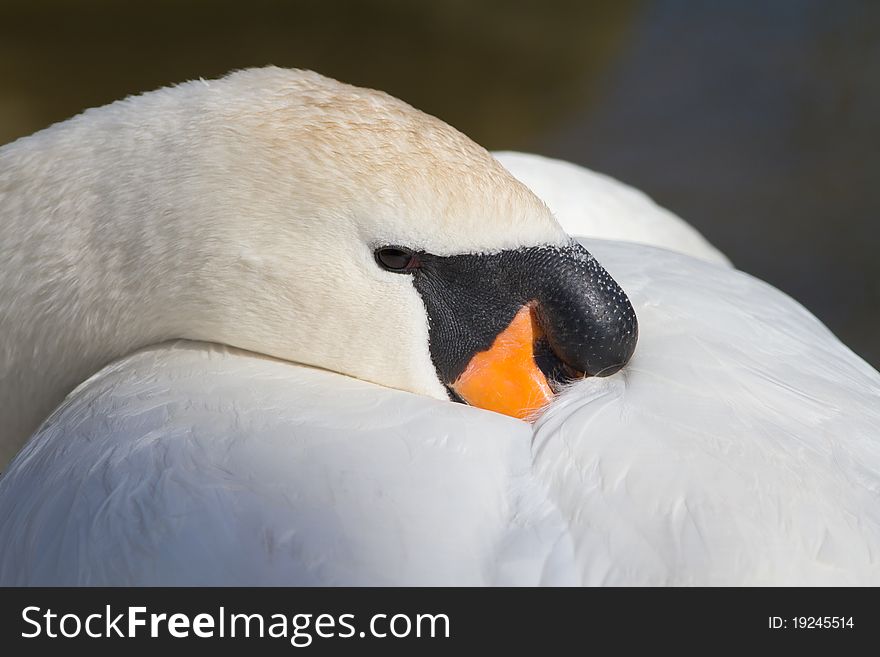 Mute Swan (Cygnus Olor) Sleeping