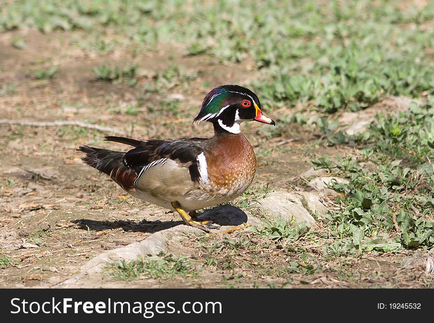 American Wood Duck - Aix sponsa, Male on the ground