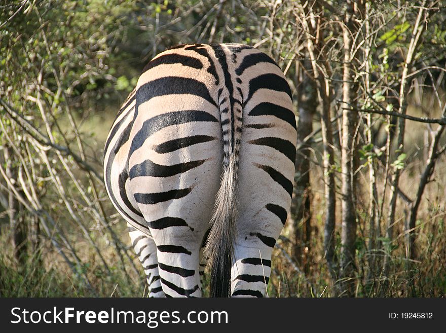 Rear view of a Zebra. Rear view of a Zebra